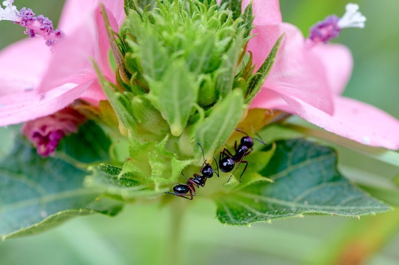 macro, closeup, макро,  gnilenkov Муравьишки...photo preview
