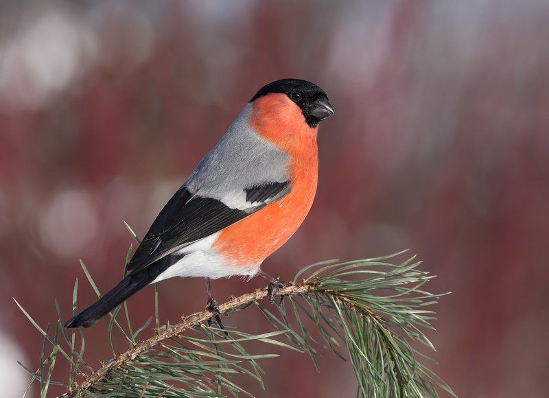 снегирь Снегирьphoto preview