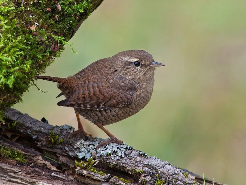 крапивник Крапивникphoto preview