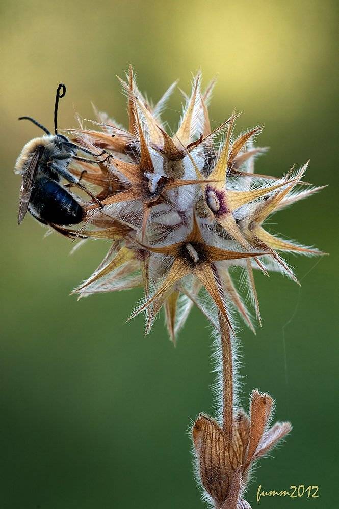 , Игорь ФУММ