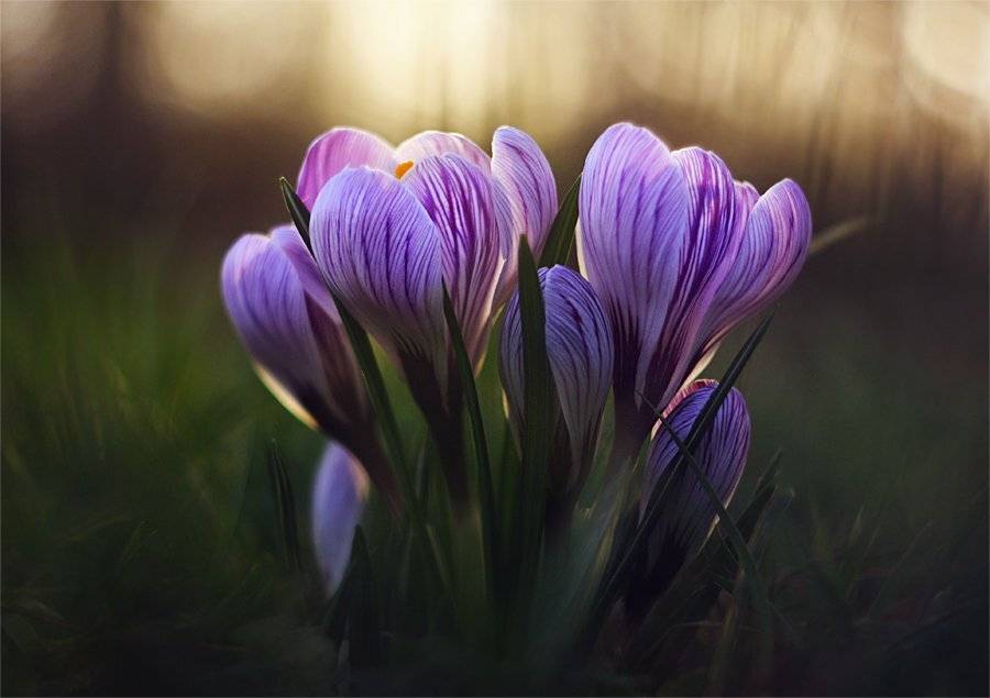 ****. Автор: Наталья Ова , Наталья Ова