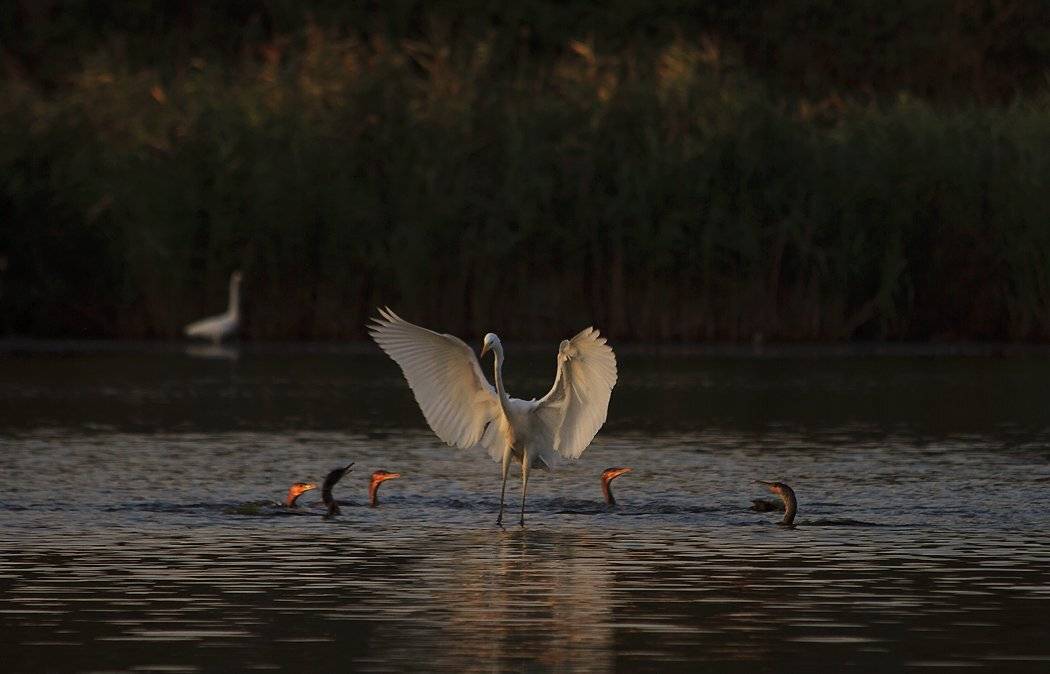 Грация рассвета.. Автор: Игорь Олейник , Игорь Олейник