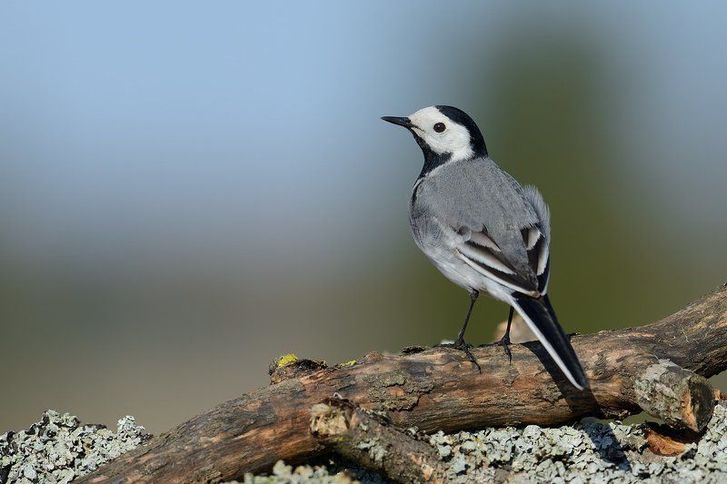 белая, трясогузка ***photo preview