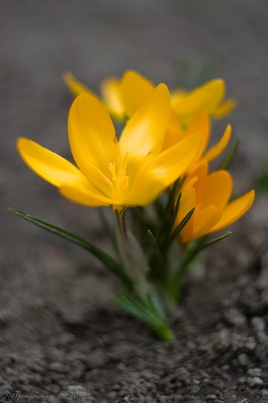 Скоро весна. Крокусы.photo preview