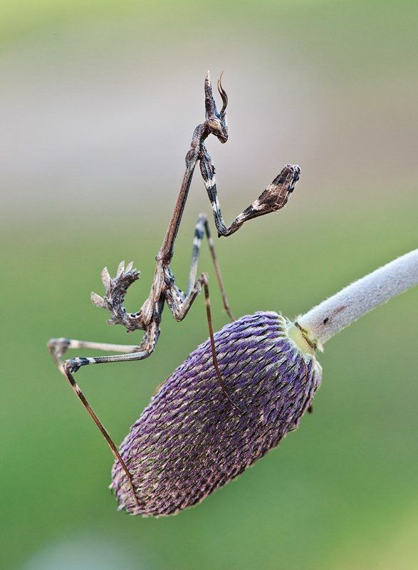 Эмпуза в гламуреphoto preview