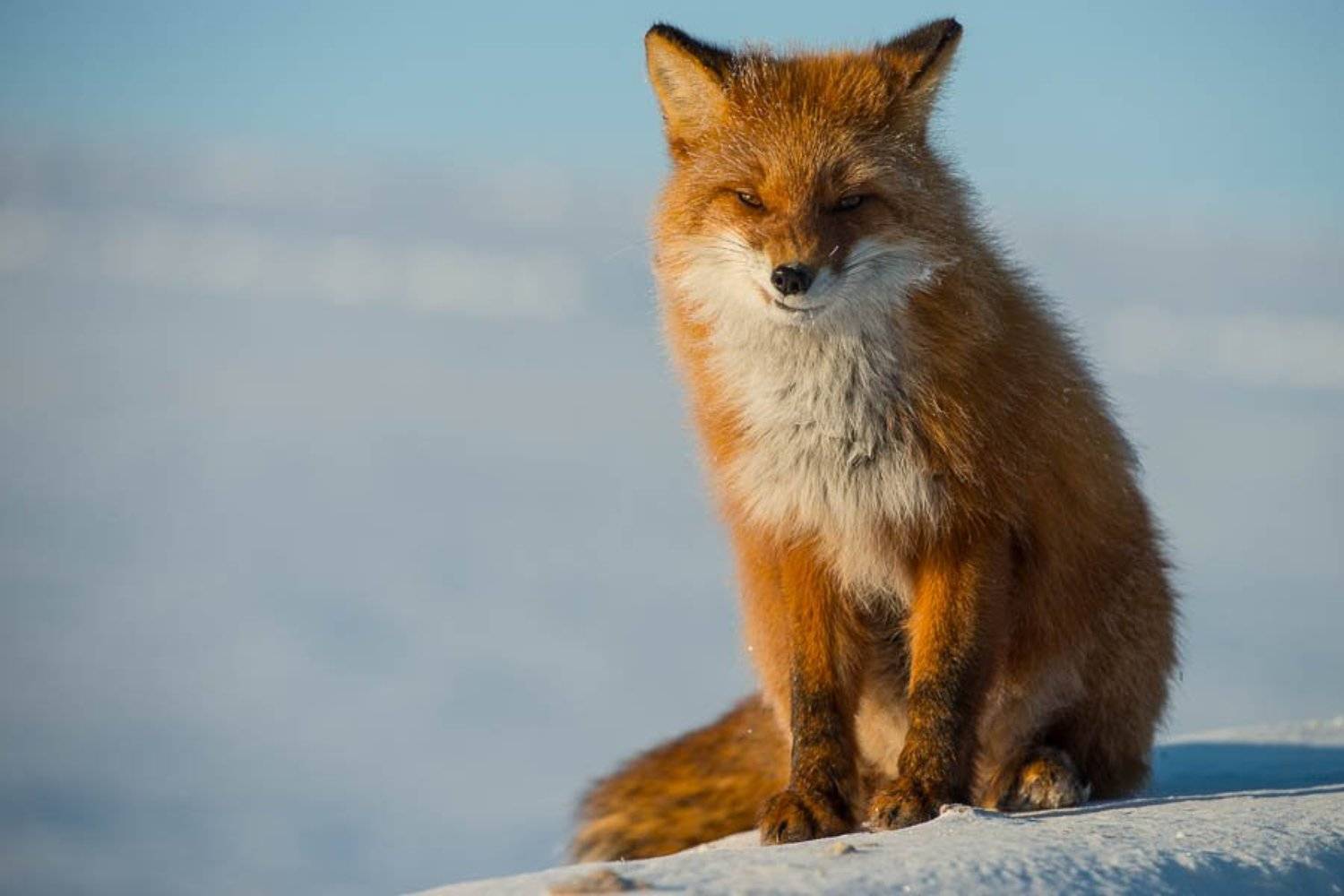 Улыбнись!!! Так!?. Автор: Иван Кислов , Иван Кислов