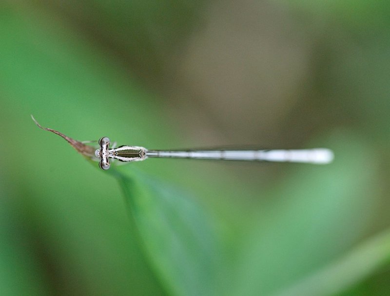 macro, closeup, макро,  gnilenkov Глаза в глаза...photo preview