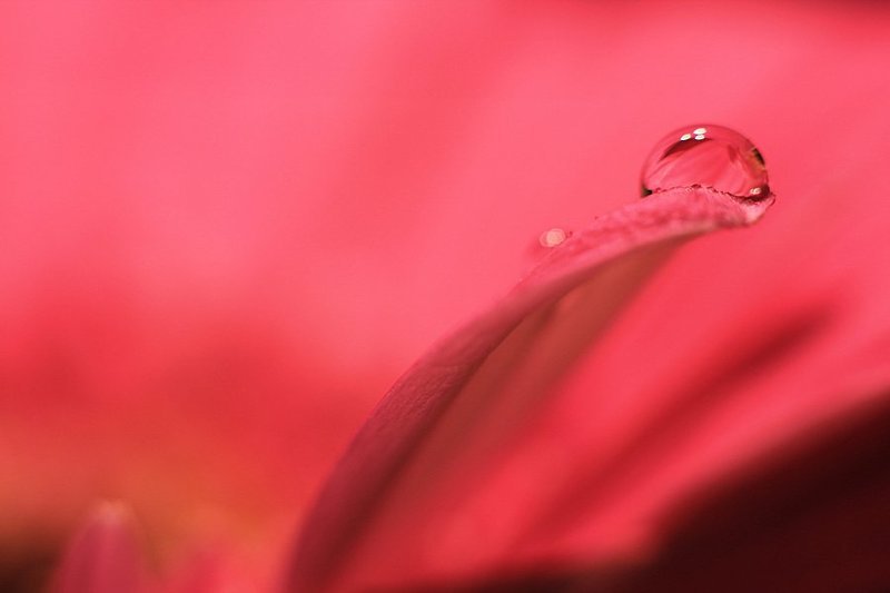 drops Pink dropphoto preview