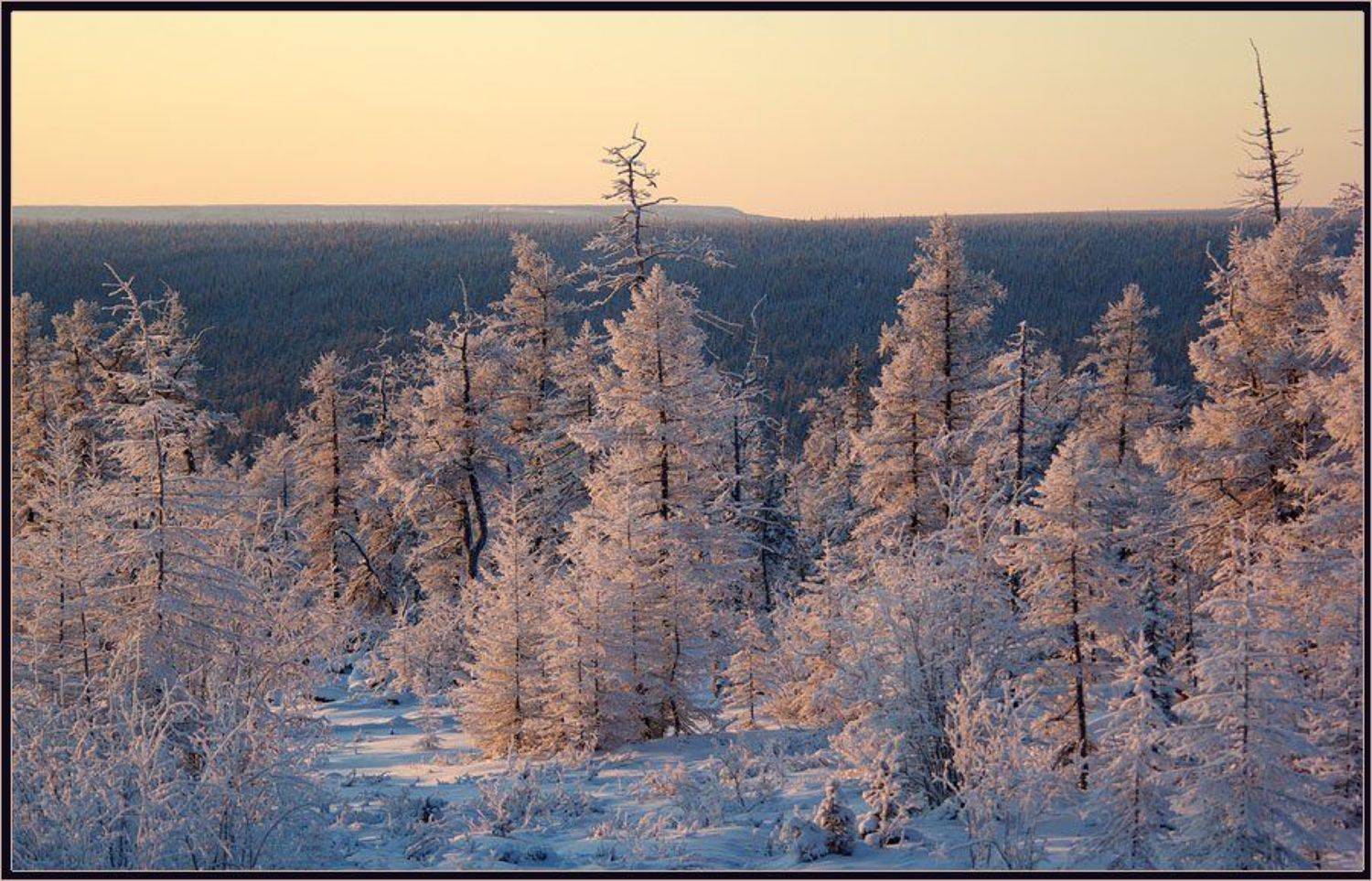 Зимнее утро. Автор: Солодухин Виктор тайга, зима, утро, Солодухин Виктор
