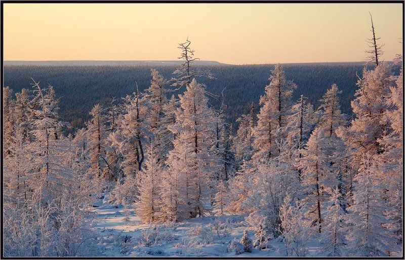 тайга, зима, утро Зимнее утроphoto preview