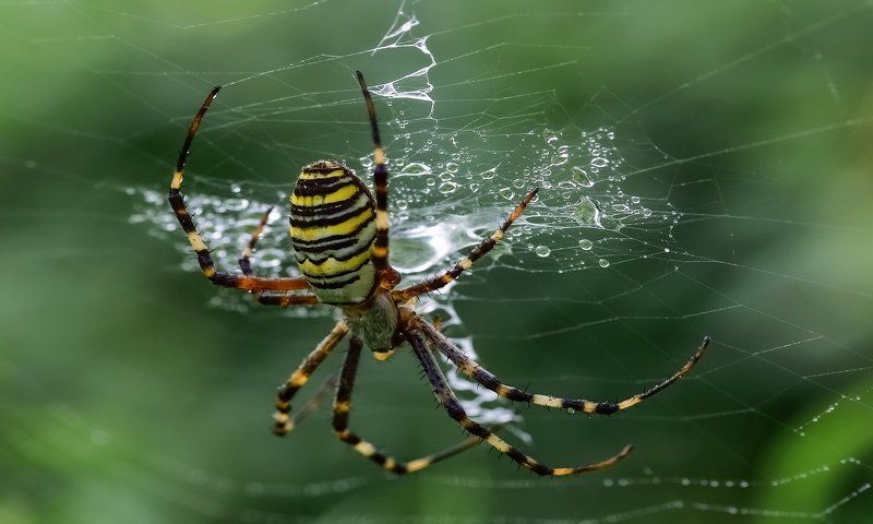 ГДЕ ТЫ ? МОЙ СЛАДКИЙ ЗАВТРАКphoto preview