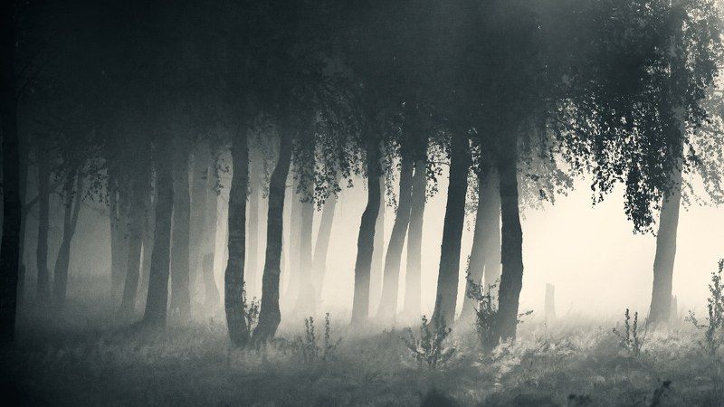 Рощаphoto preview