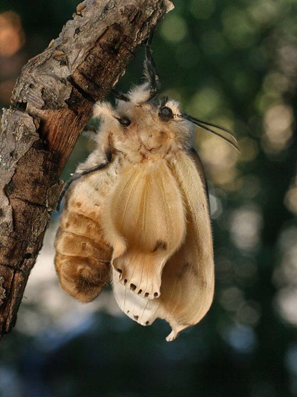 Расправка крыльевphoto preview