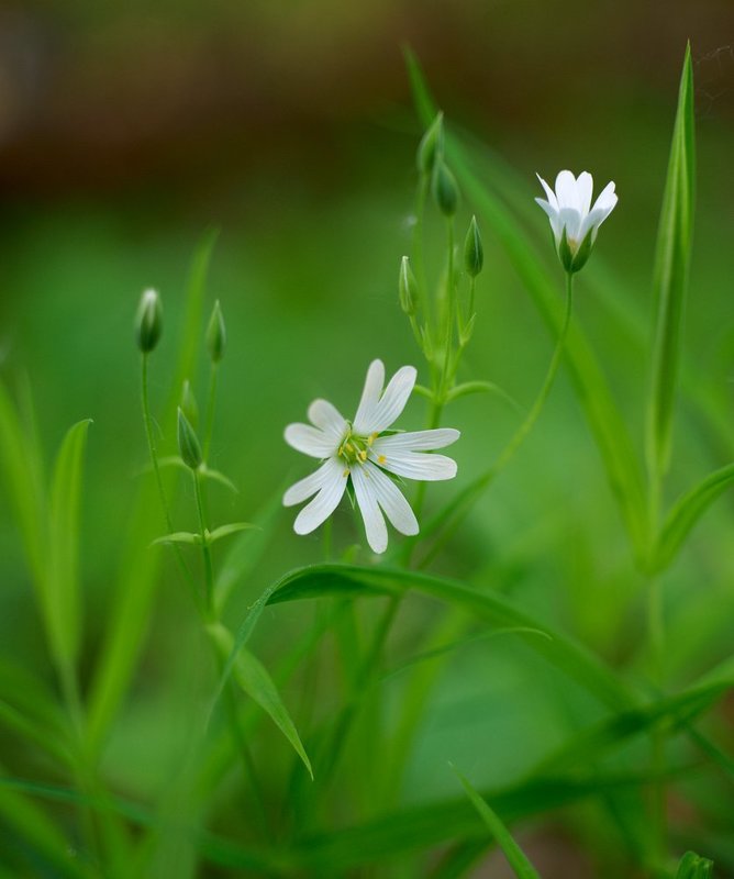Акварель...photo preview
