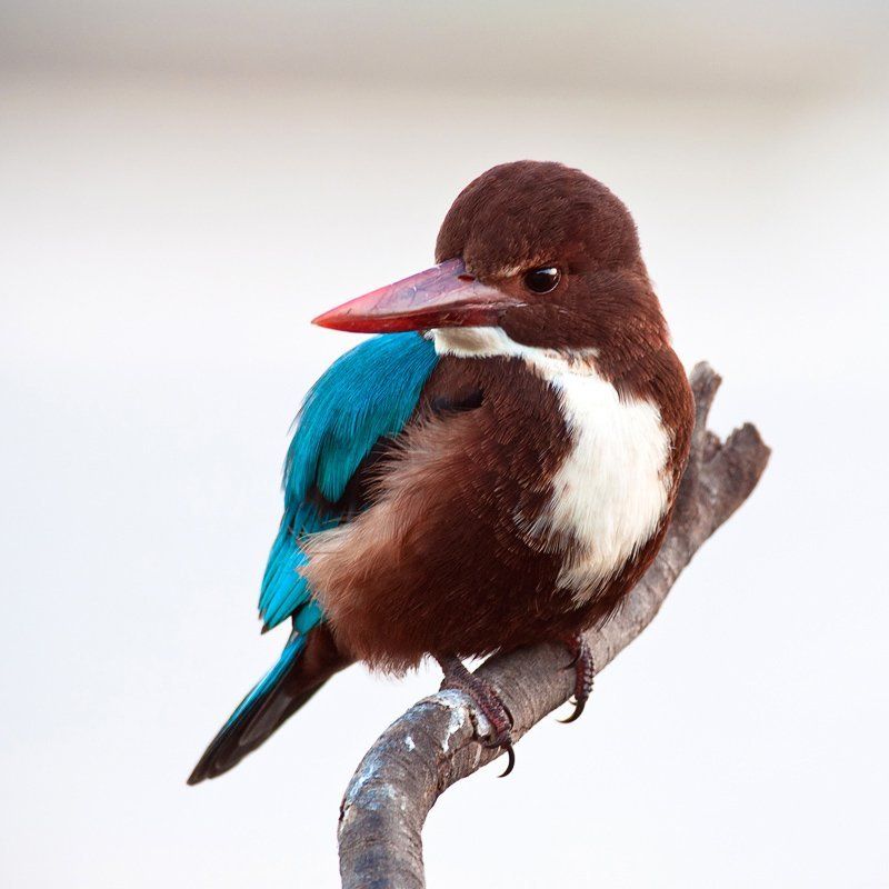 Не в духеphoto preview