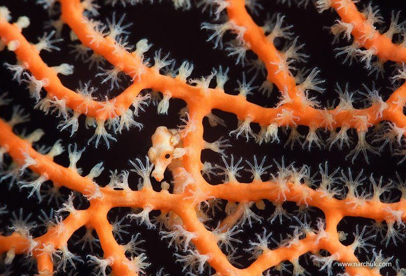 Кто здесь?photo preview