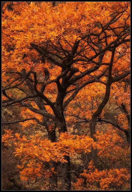 In flamesphoto preview