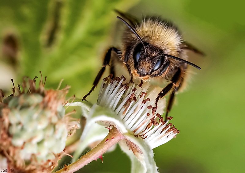 Шмельphoto preview