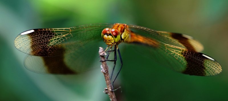 Красоткаphoto preview