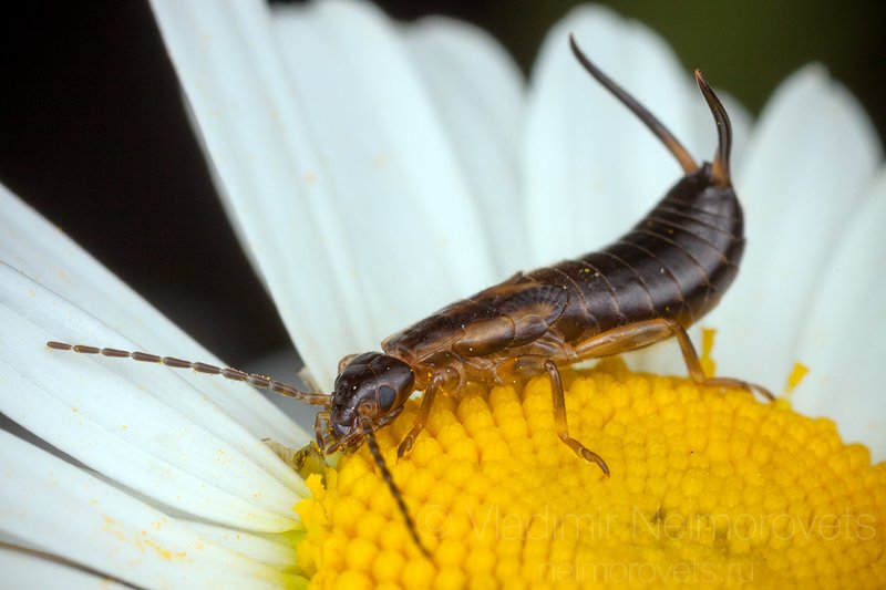 common earwig, european earwig, Forficula auricularia, Dermaptera, imago, Leucanthemum, flower, white, yellow, insect, dusk, Pudomyagi, Gatchina district, Leningrad Region The common earwig (Forficula auricularia) / Уховёртка обыкновенная (Forficula auricularia) фото превью