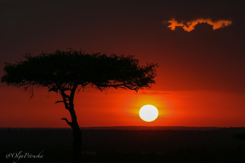 акация, африка, закат, саванна, дерево, облако, солнце, небо Закат в саванне.photo preview