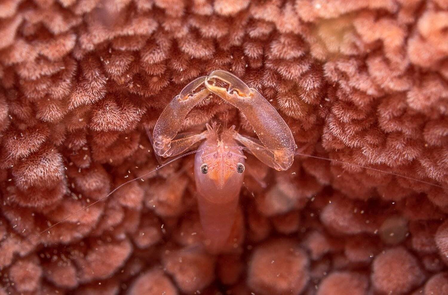 shrimp, underwater, macro, pink, Андрей Савин