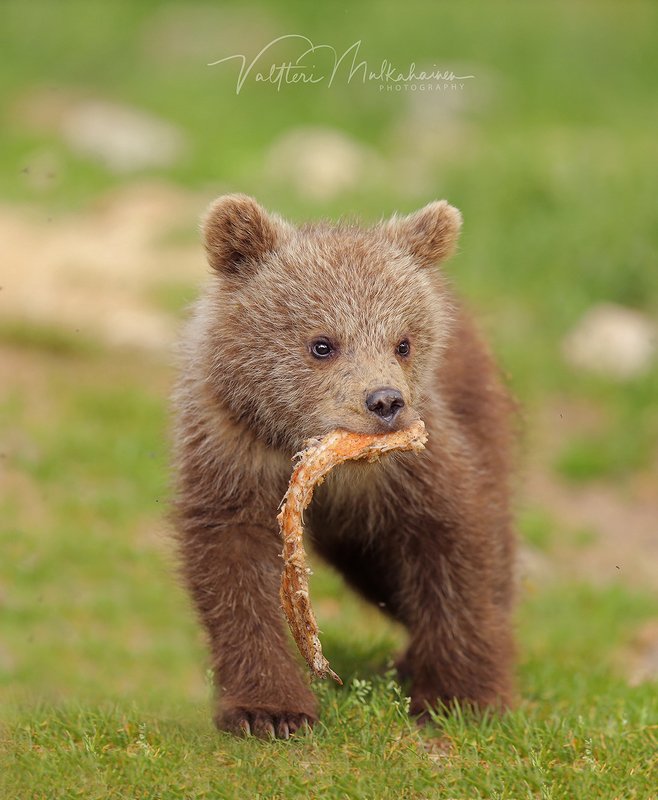 Не все фотографы умеют быстро бегать ...  ;) фото превью
