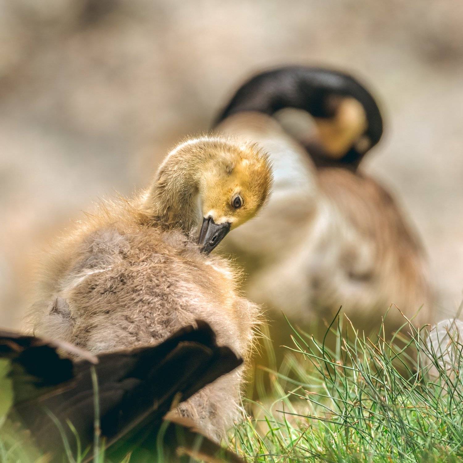 , Илья Данилов