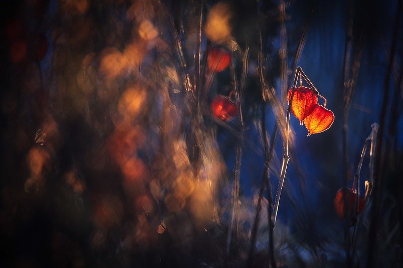 Фонарикиphoto preview