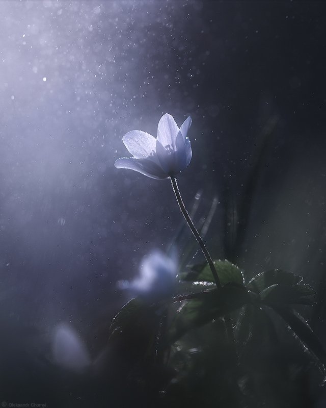 украина, коростышев, природа, лес, полесье, весна, цветы, ветреница, свет, жизнь, магия, единство, адвайта, макро, макро мир, макро красота, макро истории, волшебство, сказка, сияние, вера, любовь, близость, душа, трепет, фотограф, чорный, surrenderphoto preview