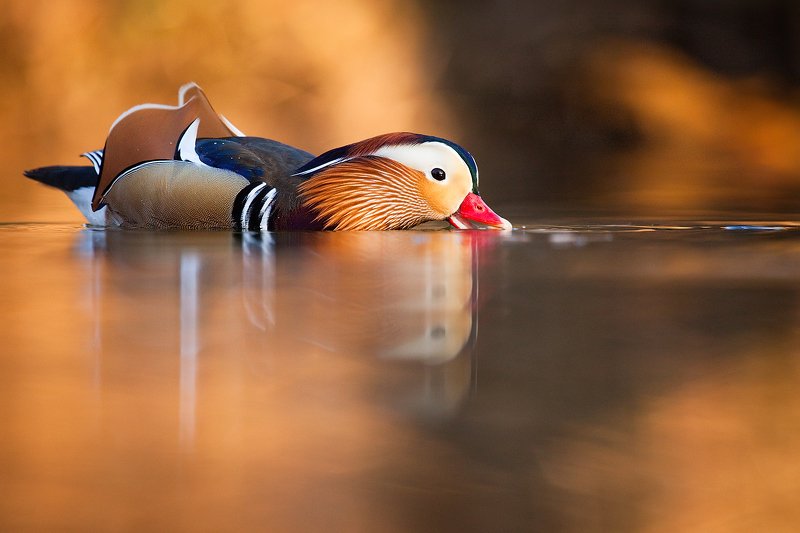 Mandarin duckphoto preview