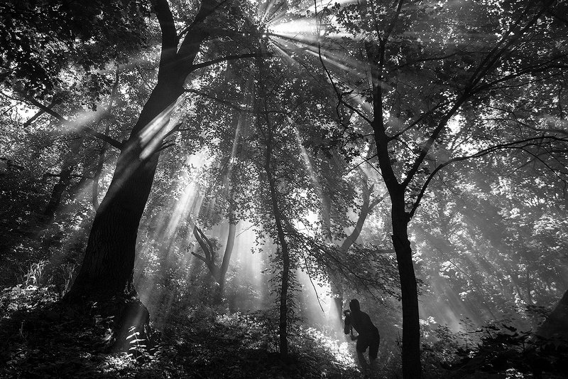 #ProForestphoto preview