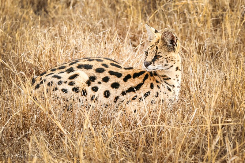 сервал, саванна, трава, кошка Редчайшая кошка саванны.photo preview