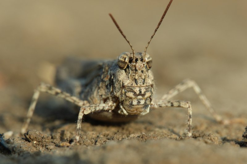 the look...photo preview