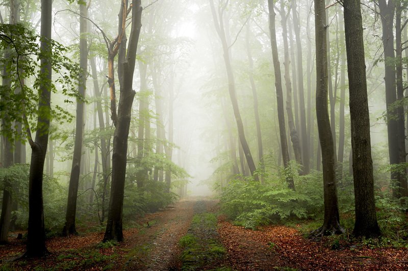 forest, fog, rain, spring, forest landscape, trees, road, mystical, mysterious Forest road in the fogphoto preview