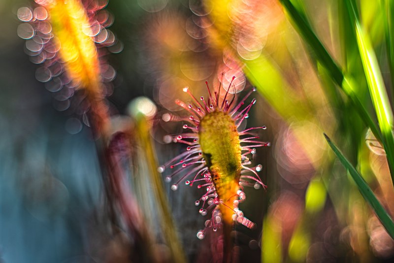 macro, sundew, plants, bokeh, colors power of colorsphoto preview