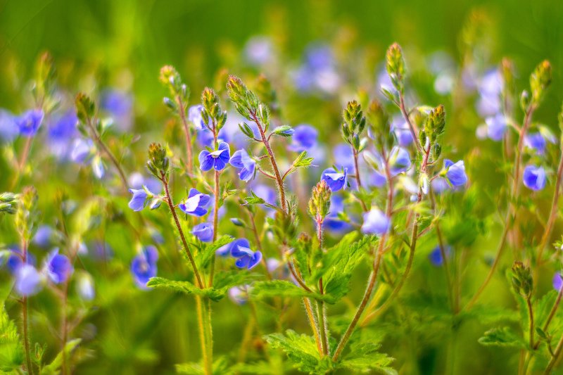 цветы, весна photo preview