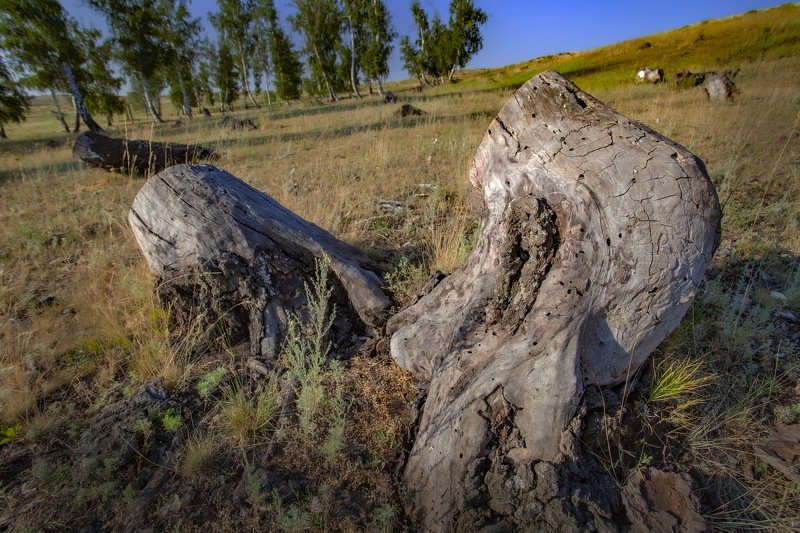 ДЕРЕВЬЯphoto preview