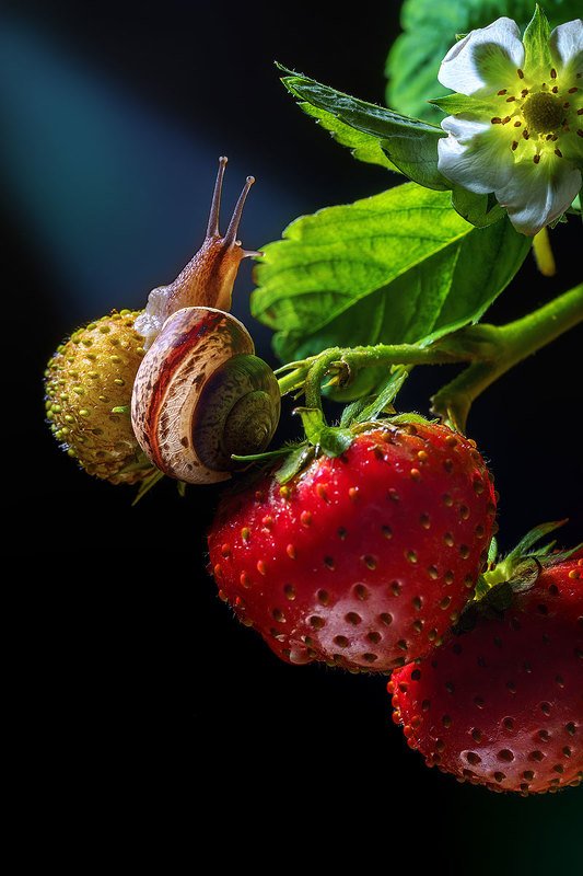 макро, насекомое, улитка, моллюск, макромир, клубника, фауна, природа, ягоды, лето Улитка и клубникаphoto preview