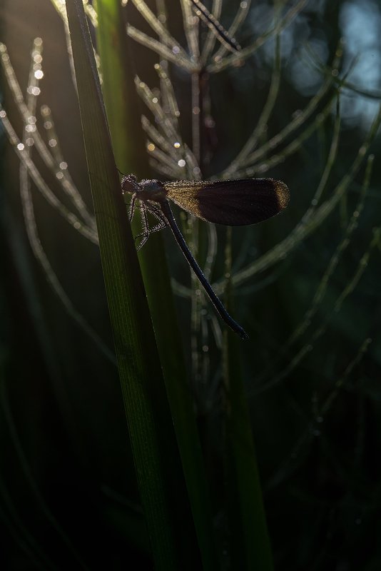 стрекоза, утро, свет, роса, лето, макро, макрофотография, природа, ручей, река, nikon, dragonfly, macro, macropgotography, green, river, summer, wild, wildlife, nature *** фото превью