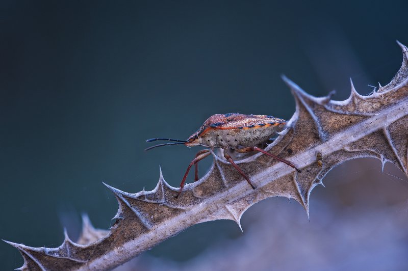 По колючкам!photo preview