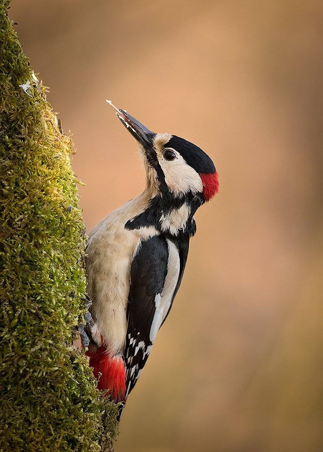 Woodpecker. Автор: Robert Adamec , Robert Adamec