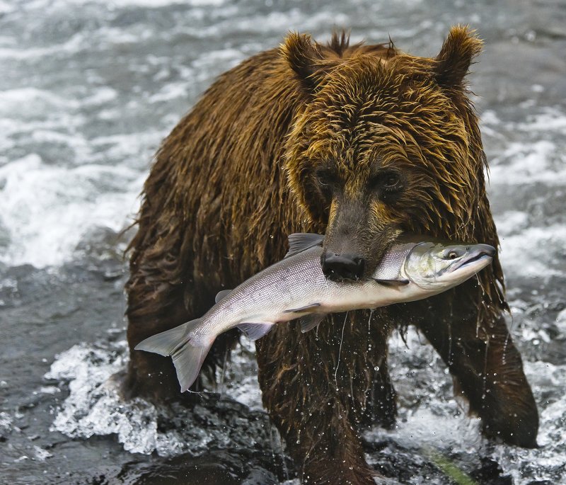Bear Animal Mammal SalmonRussia Kamchatka fishing This is all mine!photo preview