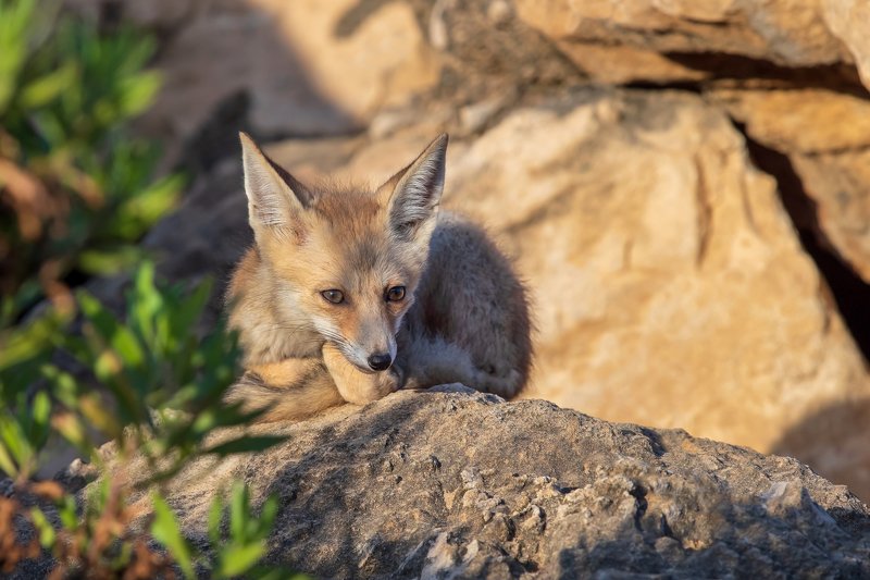 canon1dхmark2,canon600mmf4,israel,jerusalem,nature,wildnature,wildnaturephotography,дикая природа,иерусалим,израиль,пётр рогов ,фотограф,фотоохота,лисята,nature,Иерусалим,Jersalem,wildnaturephotography,nakedplanet,natgeoyourshot,natgeo,bbcearth,israelzoo Лисёнокphoto preview