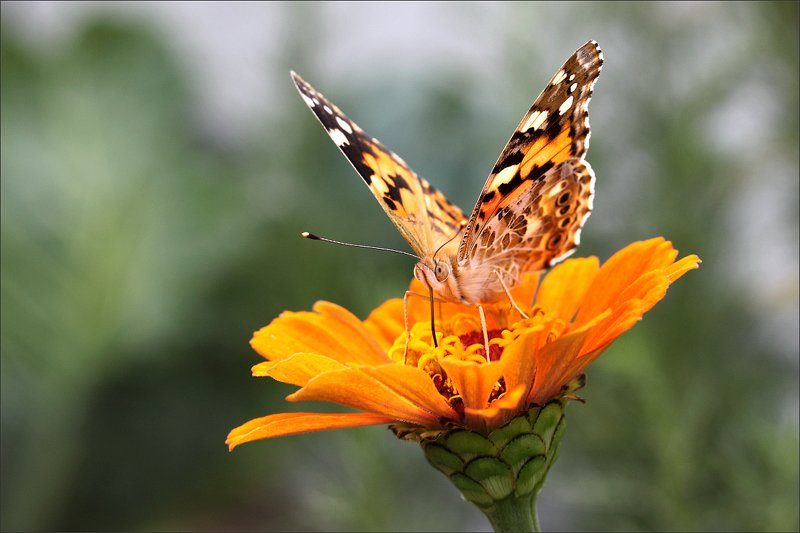 Репейница и циннияphoto preview
