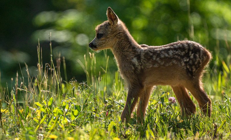 Roe dear babyphoto preview