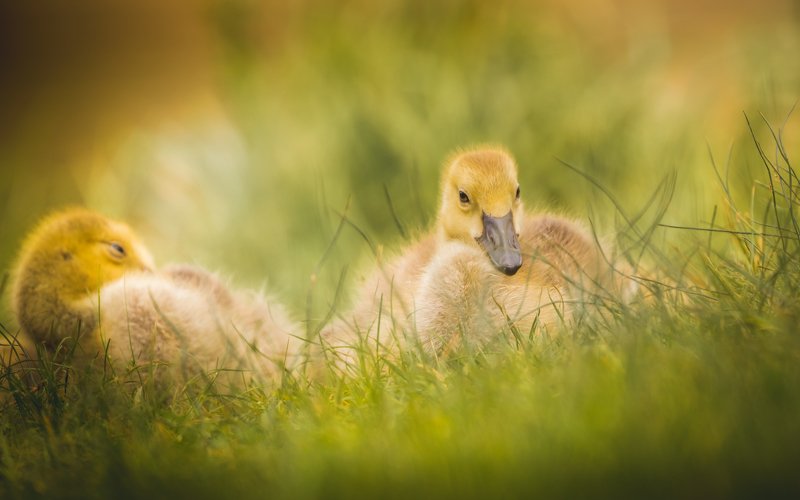 Canada Goose in its cute phase фото превью