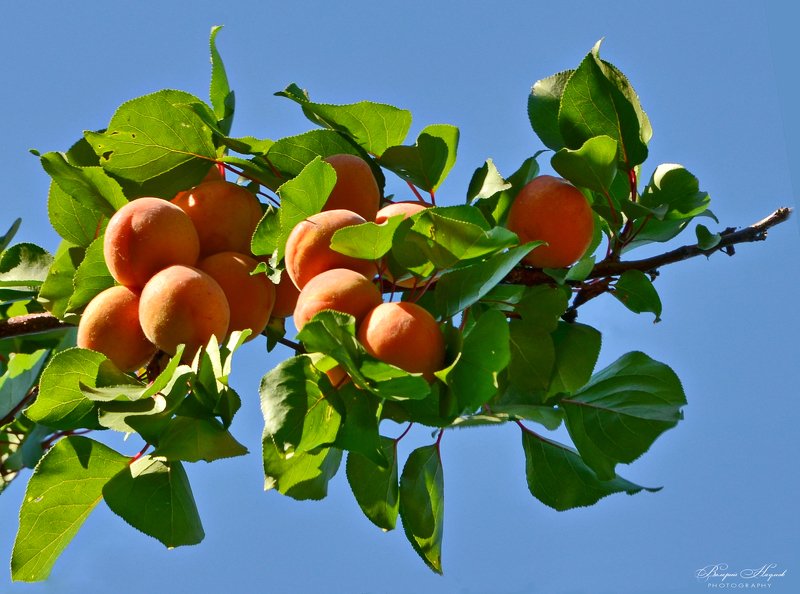 лето, июль, абрикос, лилии Радости лета фото превью