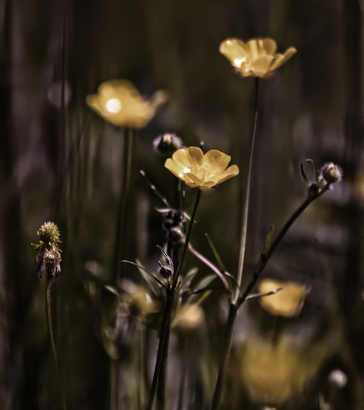 природа, макро, лето, цветы *photo preview