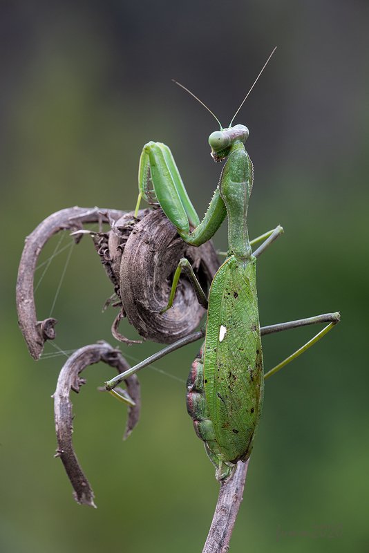 МАМАНЯphoto preview